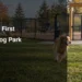 Fenced off-leash areas and dogs illustrating the new Beaverton dog park