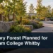 Accessible sensory woodland path with the headline Memory Forest Planned for Durham College Whitby