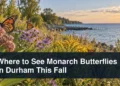 Monarch butterflies in a lakeside pollinator meadow with the headline Where to See Monarch Butterflies in Durham This Fall