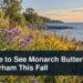 Monarch butterflies in a lakeside pollinator meadow with the headline Where to See Monarch Butterflies in Durham This Fall