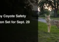 Calm coyote at the edge of a Whitby-style suburban park illustrating the September 29 public safety session