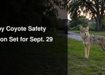 Calm coyote at the edge of a Whitby-style suburban park illustrating the September 29 public safety session