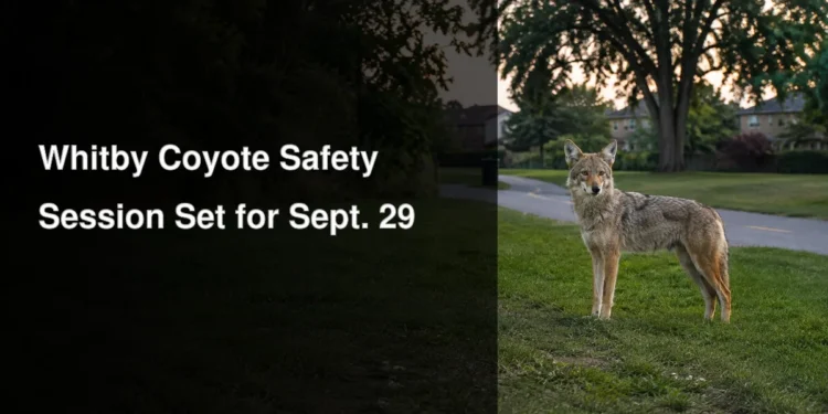 Calm coyote at the edge of a Whitby-style suburban park illustrating the September 29 public safety session