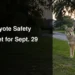 Whitby Plans Public Coyote Safety Session Sept. 29 Calm coyote at the edge of a Whitby-style suburban park illustrating the September 29 public safety session