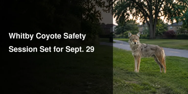 Calm coyote at the edge of a Whitby-style suburban park illustrating the September 29 public safety session